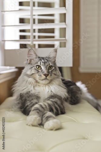 Young Maine Coon male cat, silver tabby fur, front paws crossed, laying on white bench in a relaxed pose.