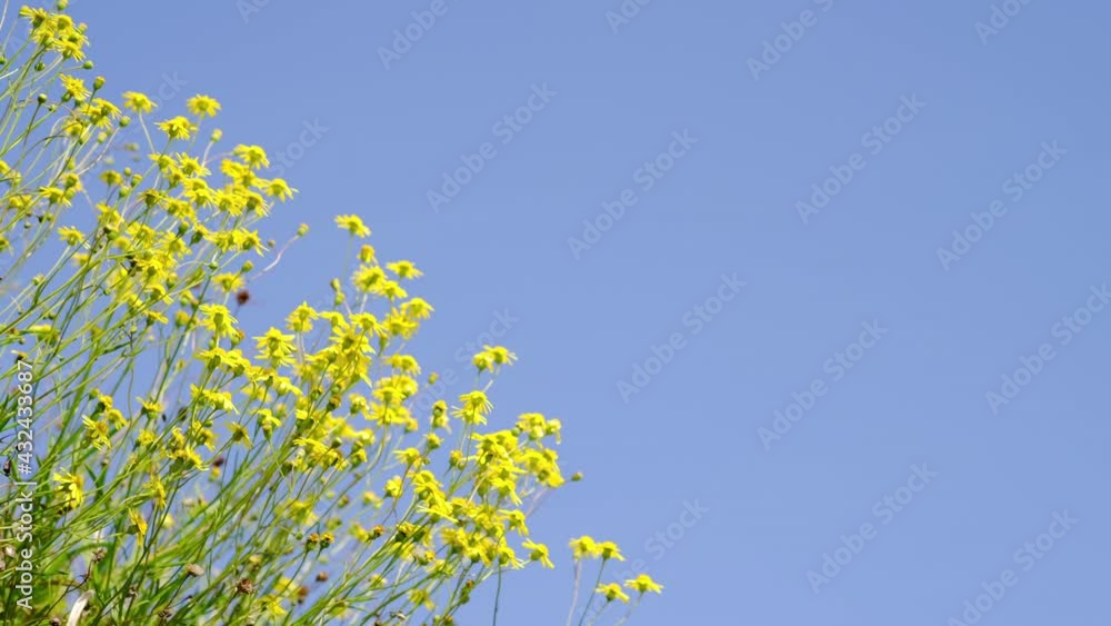 快晴の空で揺れる黄色の野花 快晴の空で揺れる黄色の野花
