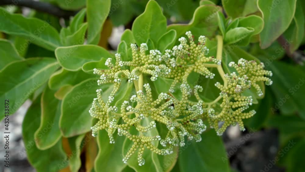 Heliotropium arboreum at Kaiwi Shoreline Trail Kaloko Beach, East Honolulu coast, Oahu, Hawaii