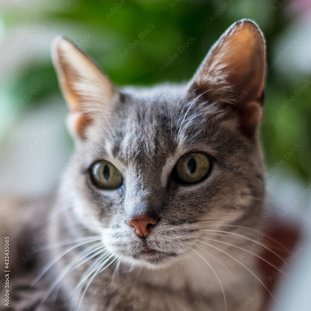 close up portrait of a grey green-eyed cat