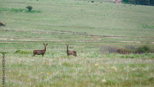 Fototapeta Naklejka Na Ścianę i Meble -  a pair of roe deer cautiously watching the camera and prepared to take flight 