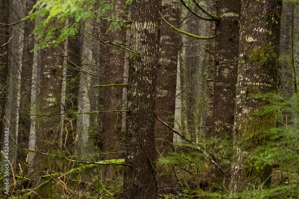 Fototapeta premium Doug fir forest