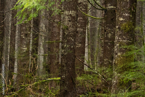Doug fir forest © Conrad