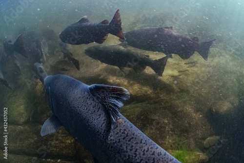 Chinook Salmon  photo
