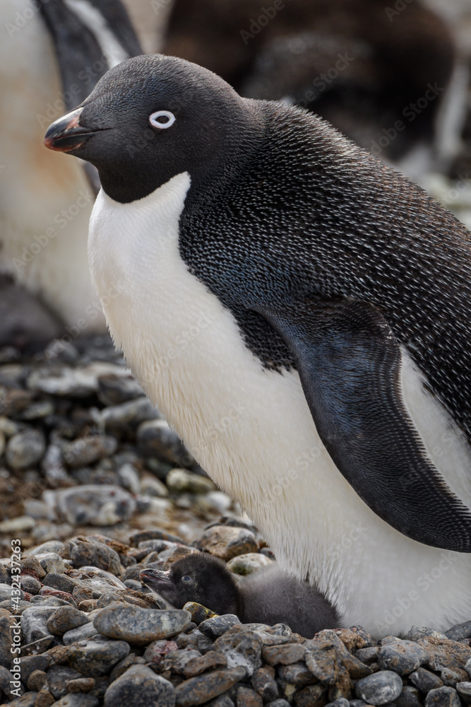 Obraz premium Adelie with chick