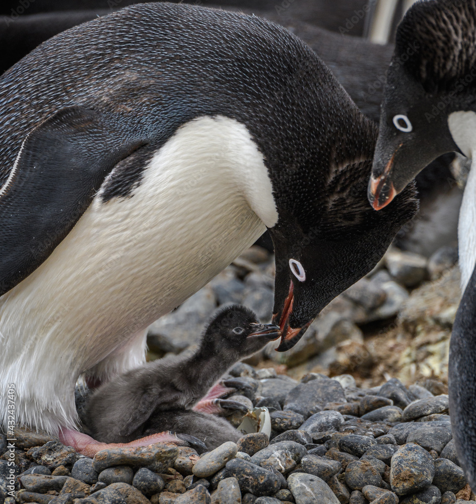 Naklejka premium Feeding time