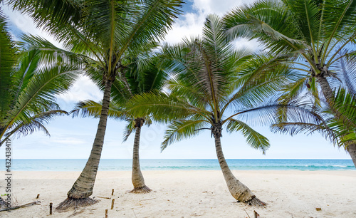 Fototapeta Naklejka Na Ścianę i Meble -  Summer background of Coconut Palm trees on white sandy beach Landscape nature view Romantic ocean bay with blue water and clear blue sky over sea at Phuket island Thailand.