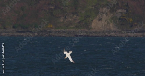 Gannet sea birds plunge diving fishing ocean water slow motion photo