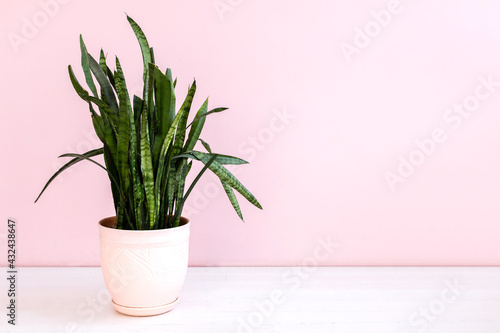 Green potted plant on pink background with copy space for text
