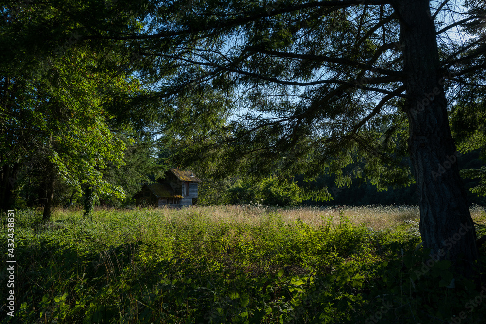 An abandoned and secluded wooden home surrounded by forest An abandoned and secluded wooden home surrounded by forest
