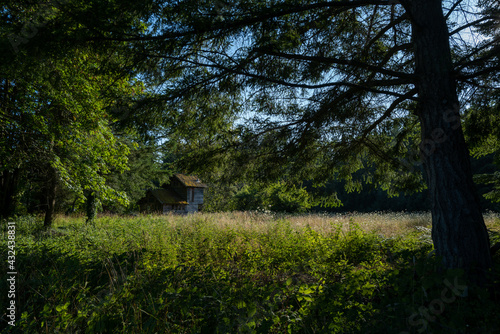 An abandoned and secluded wooden home surrounded by forest