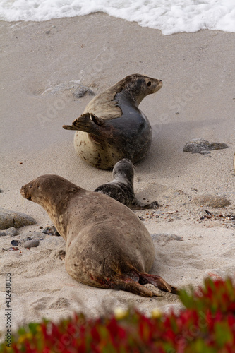 Newborn harbor seal pup with mother.  photo