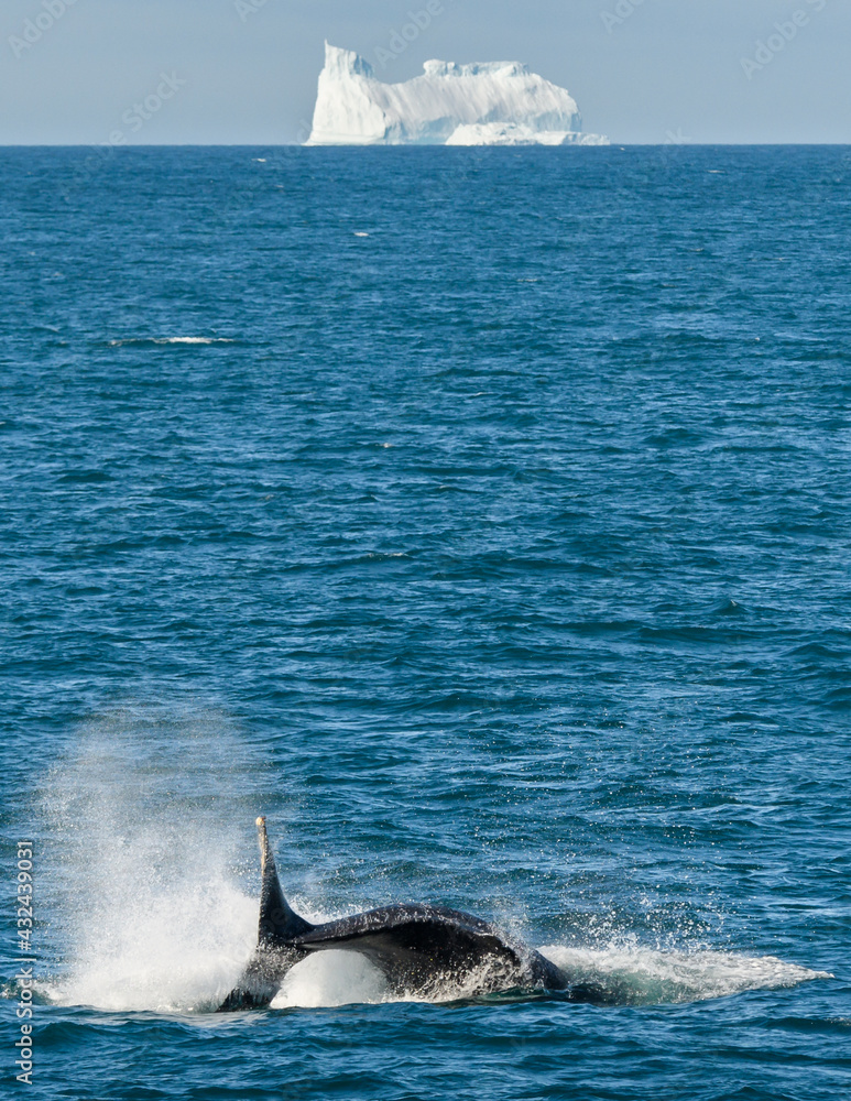 Fototapeta premium A whale breaches near an Antarctic iceberg.