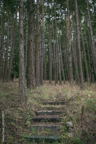 A hidden stair path to nowhere in a secluded forest photo
