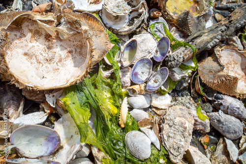 A colorful assortment of crab and oyster shells washed ashore on a beach photo
