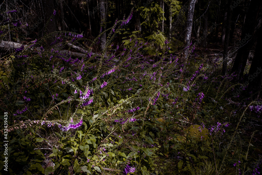 Purple foxglove wild flowers hang over a trail in Moran State Park, Orcas Island, Washington state Purple foxglove wild flowers hang over a trail in Moran State Park, Orcas Island, Washington state