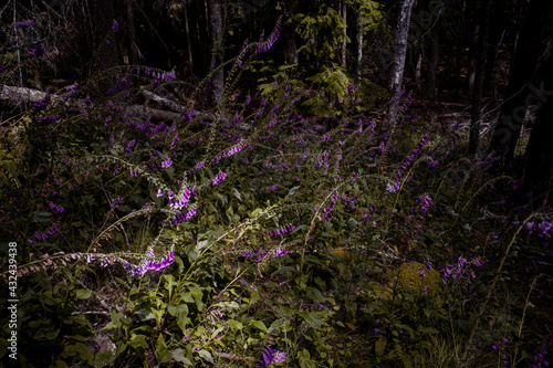 Purple foxglove wild flowers hang over a trail in Moran State Park, Orcas Island, Washington state