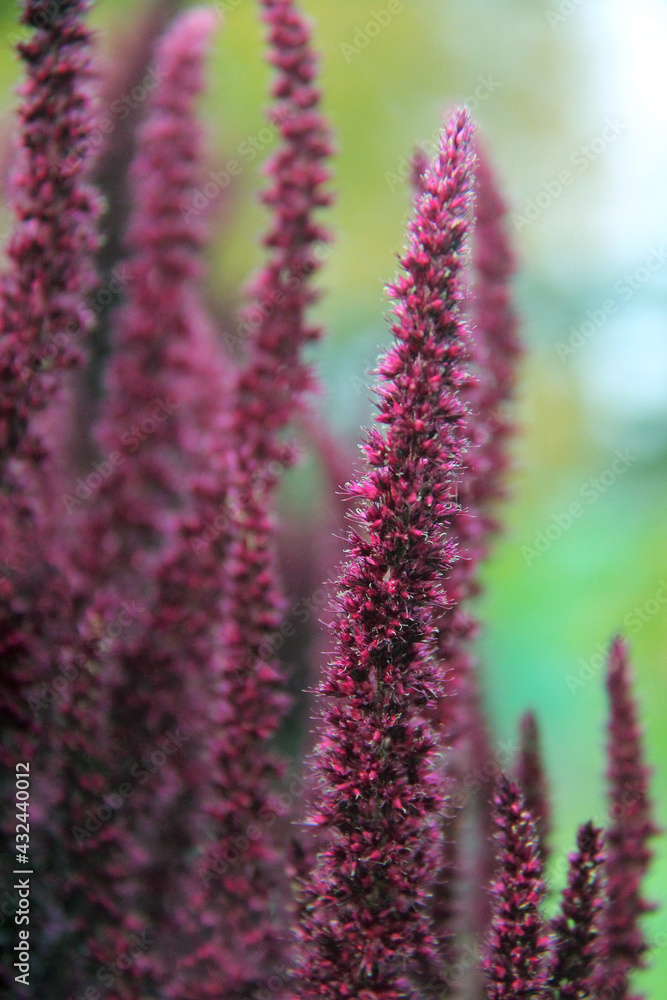 Obraz premium close up of a flower