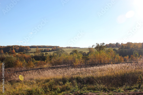 autumn in the forest