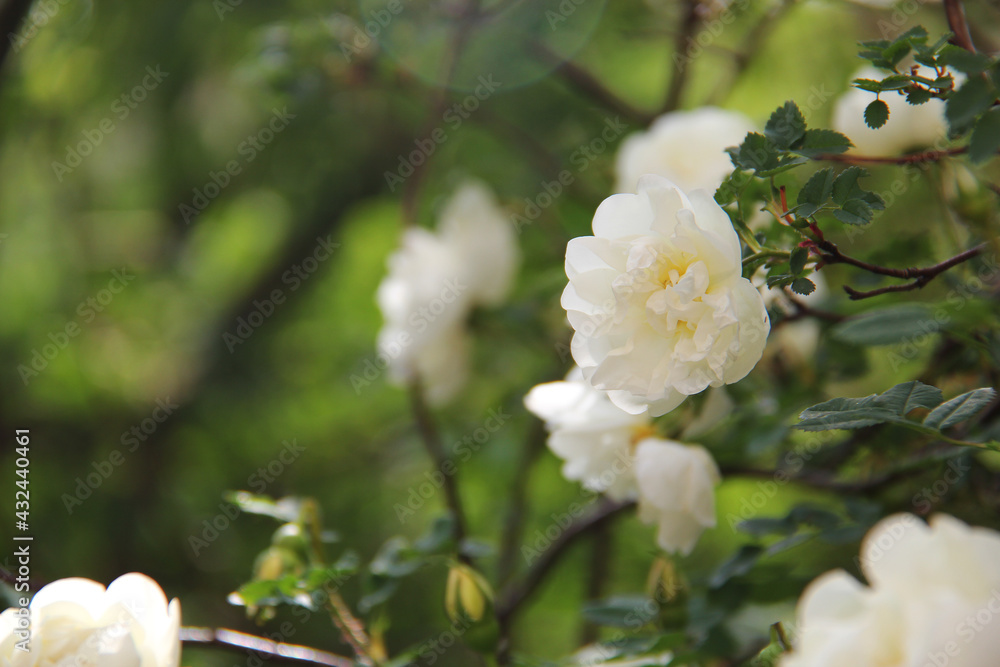 flower flower