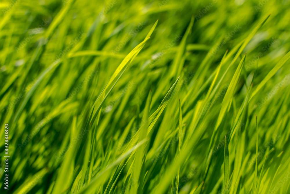 Green grass Green grass