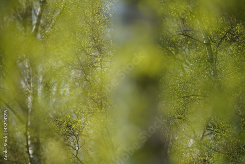 Birken Wald im Frühling mit blauem Himmel © darknightsky