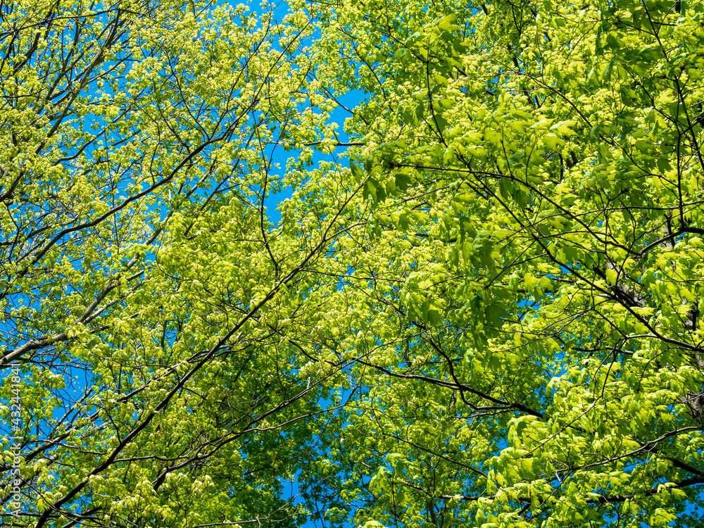 new leaves on the trees at the beginning of spring new leaves on the trees at the beginning of spring