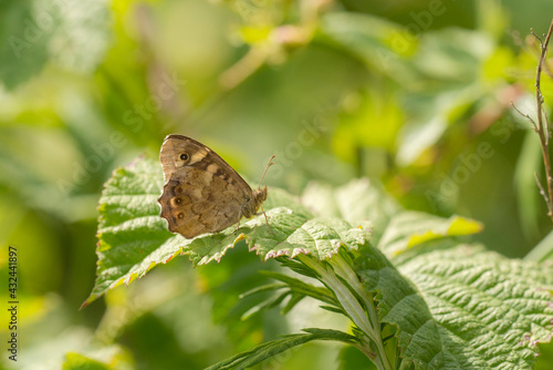 Speckled Wood (Pararge aegeria) resting on leaf photo