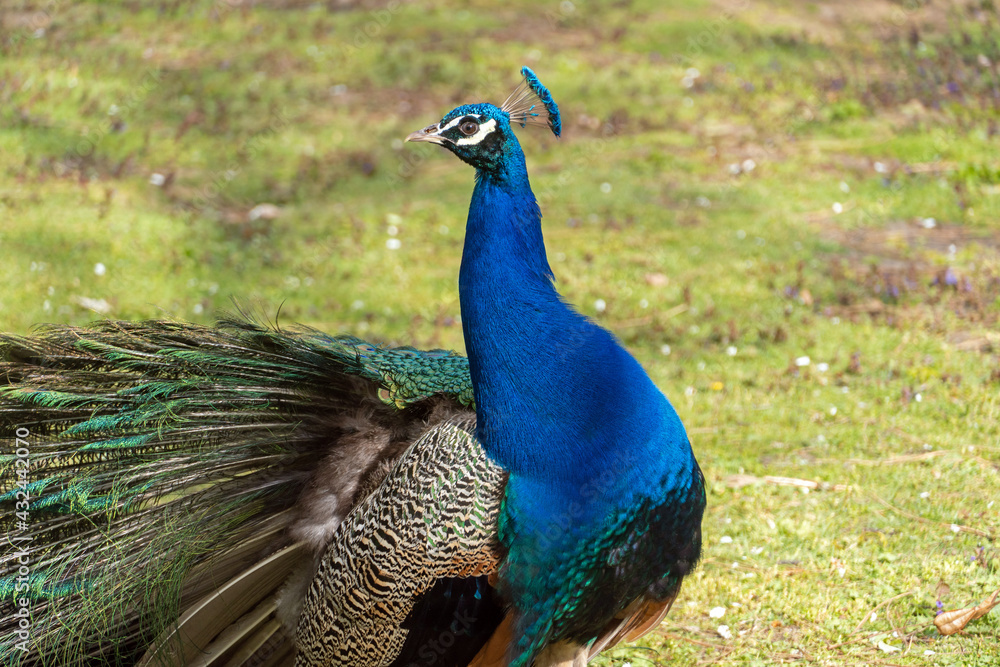 Obraz premium Blauer Pfau