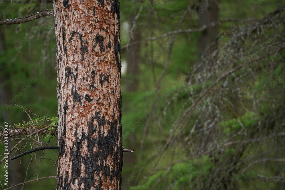 Wald Brand Spuren an einem Baum mit Kohle Wald Brand Spuren an einem Baum mit Kohle