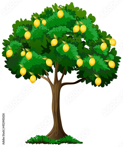 Lemon tree isolated on white background