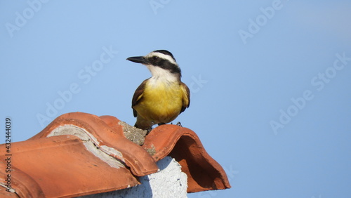 Bem te vi Pássaro Brasil photo