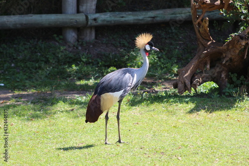 Grey crowned crane balearica photo