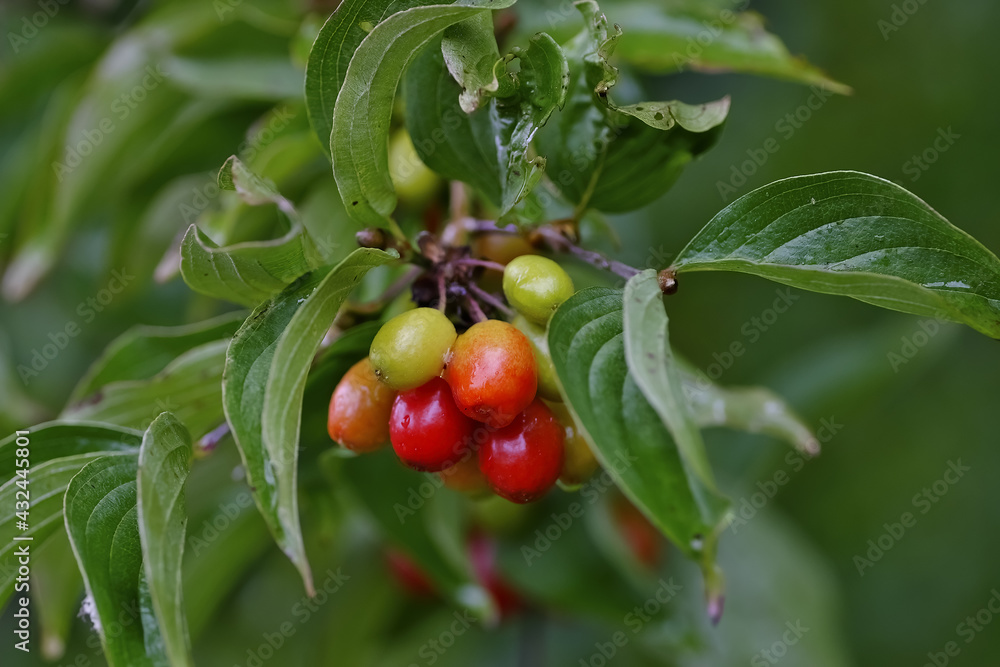 Obraz premium Ripe and unripe fruits of Cornelian cherry or Cornel cherry, branch of a Cornel tree with leaves and fruits, Cornus mas