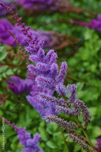 Pimk or purple flowers of astilbe in a garden, Astilbe chinensis