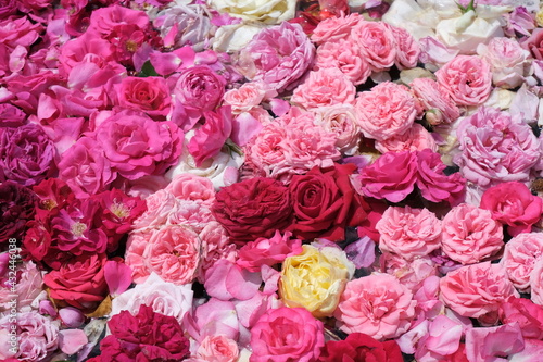 薔薇の花々