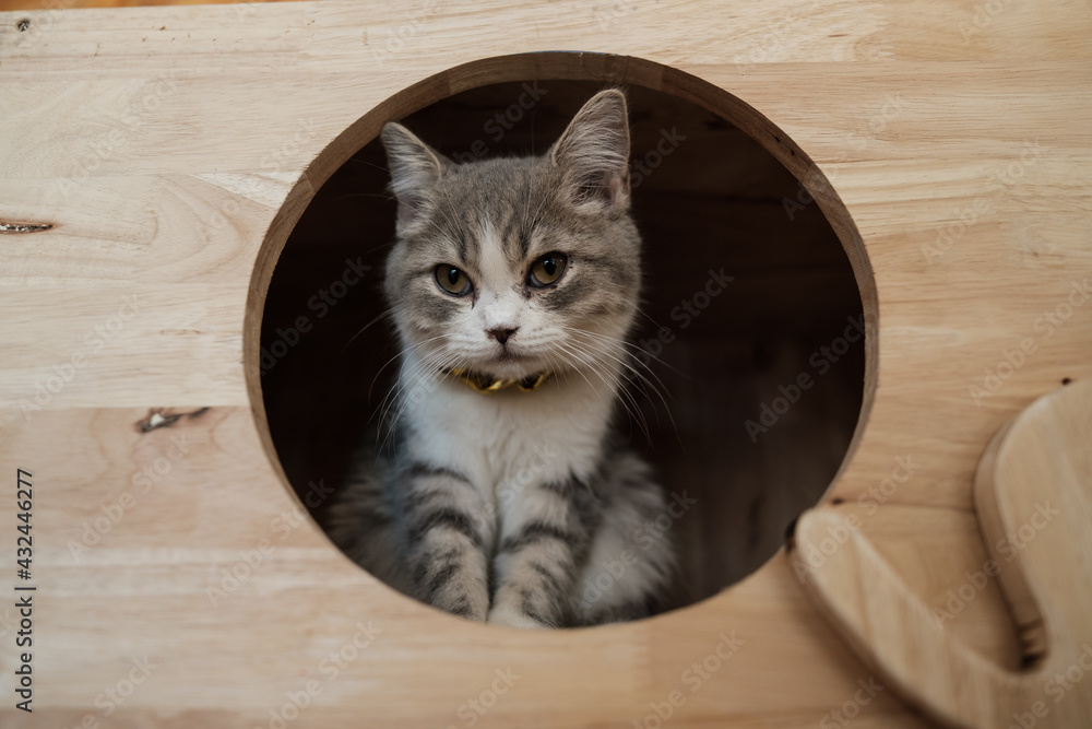 Naklejka premium Cat look at camera 