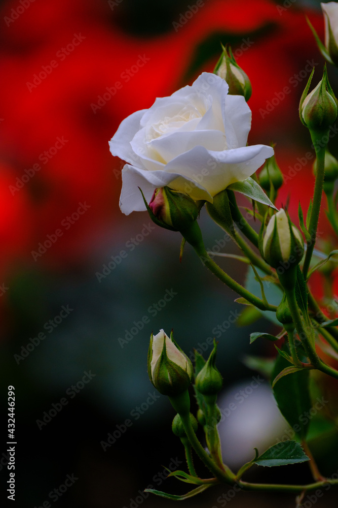 兵庫県神戸市東灘区の本山街園 バラ園 の薔薇の花が見頃 多くの種類の品種が楽しめる 白い薔薇の花言葉は 純潔 深い尊敬 Stock 사진 Adobe Stock