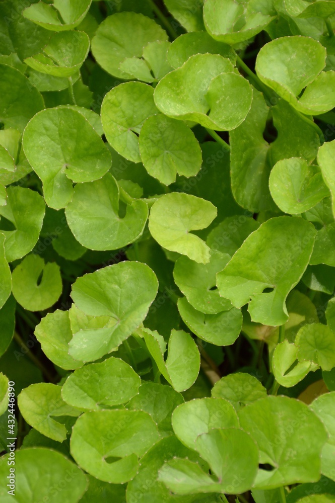 fresh green Centella asiatica plant in nature garden fresh green Centella asiatica plant in nature garden