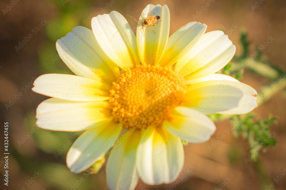 Obraz premium close up of daisy flower