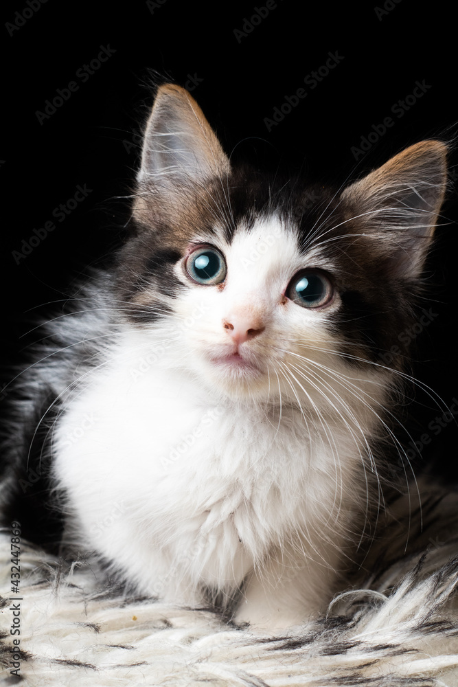 gatito con mirada tierna 