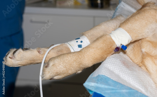 Blood Pressure cuff on a dogs leg