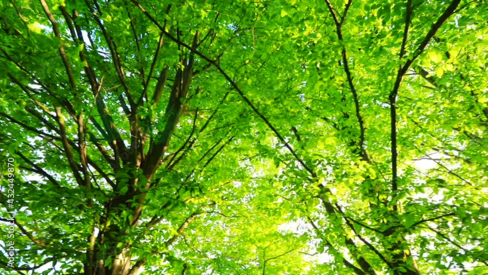 さわやかな森林 木漏れ日 太陽の光 さわやかな森林 木漏れ日 太陽の光