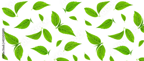 Green leaves vector seamless pattern. Realistic tea leaves. Trendy hand drawn textures. Summer tropical endless background. Modern design for paper, cover, fabric, packaging, interior decor. EPS10