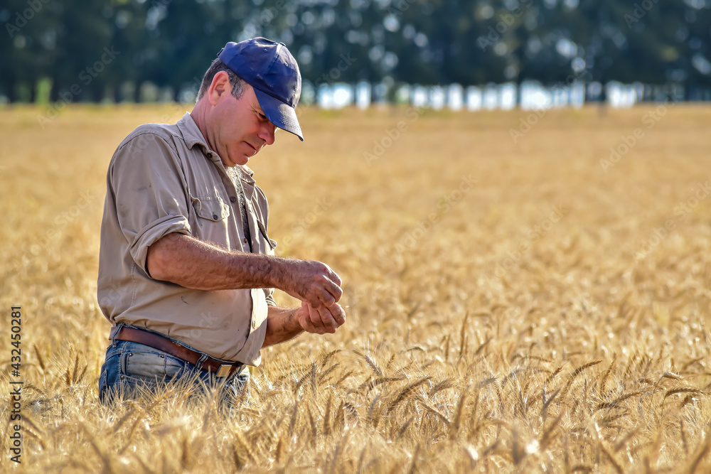 agronomist farmer waiting for harvest in wheat field agronomist farmer waiting for harvest in wheat field