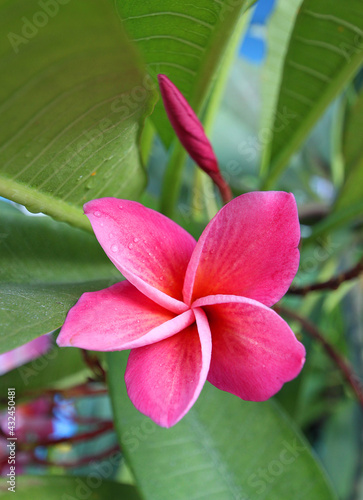 Colorful of Plumeria flowers in the garden