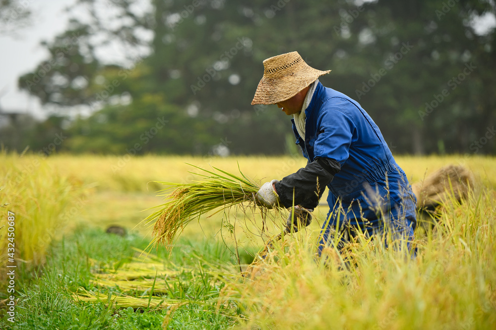 A Japanese farmer wearing a blue dress and a wicker hat, harvesting rice in a field, rice plants in golden yellow in rural Niigata Prefecture, Japan.