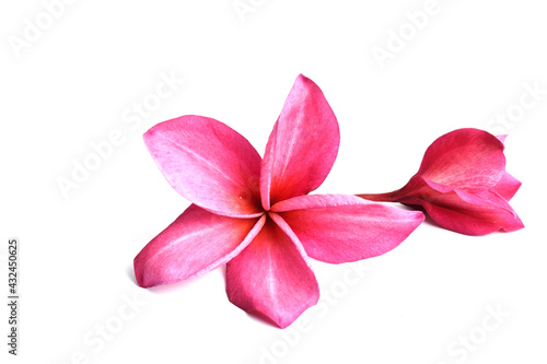 pink frangipani flower