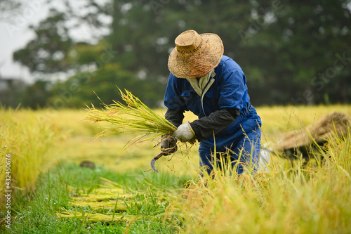 Obraz na płótnie A Japanese farmer wearing a blue dress and a wicker hat, harvesting rice in a field, rice plants in golden yellow in rural Niigata Prefecture, Japan. w salonie