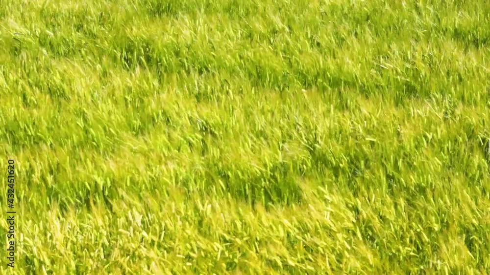 風にゆれる麦畑 阿蘇 風にゆれる麦畑 阿蘇